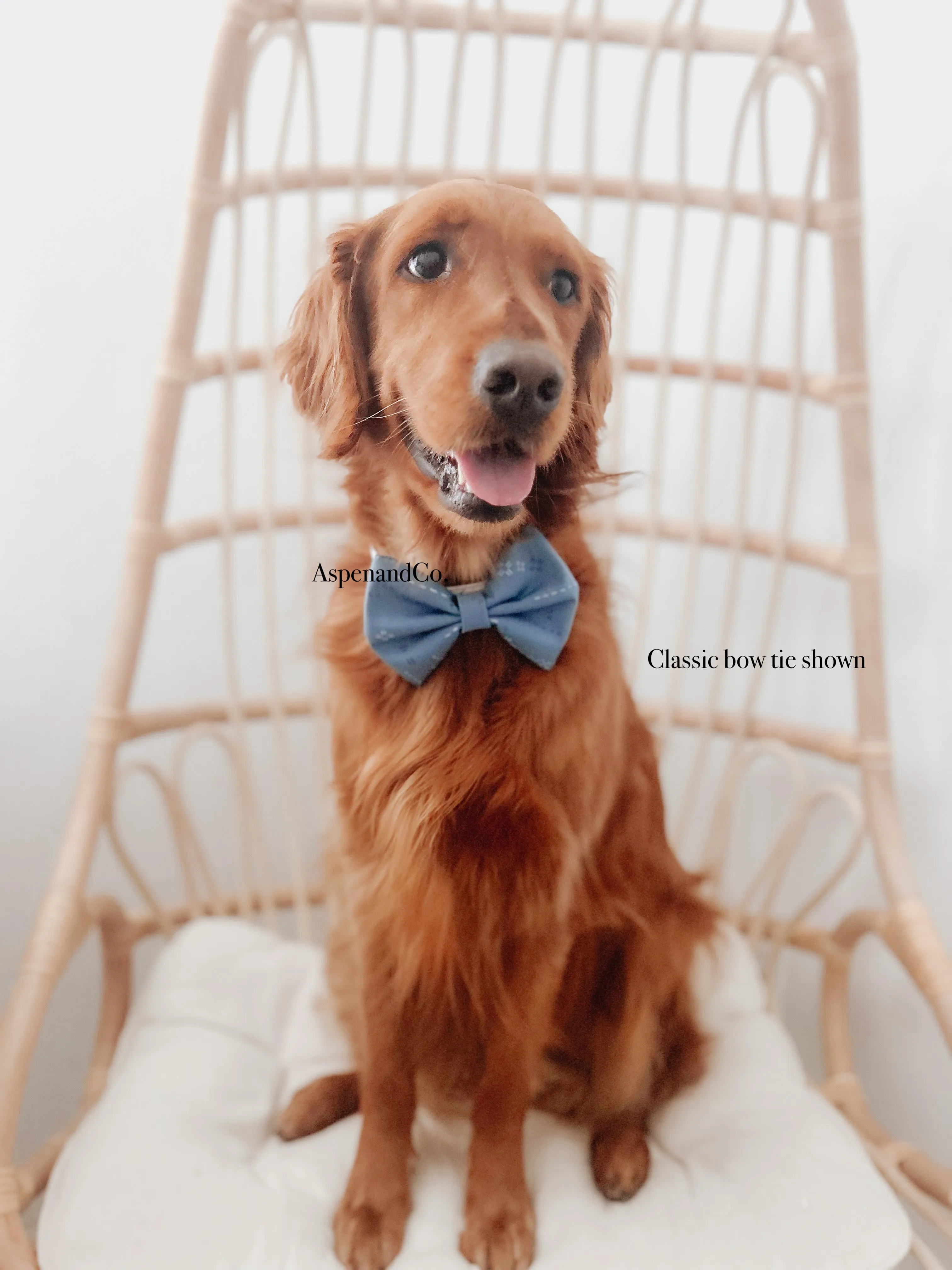 Dog Bow Tie -Classic Robin's Egg