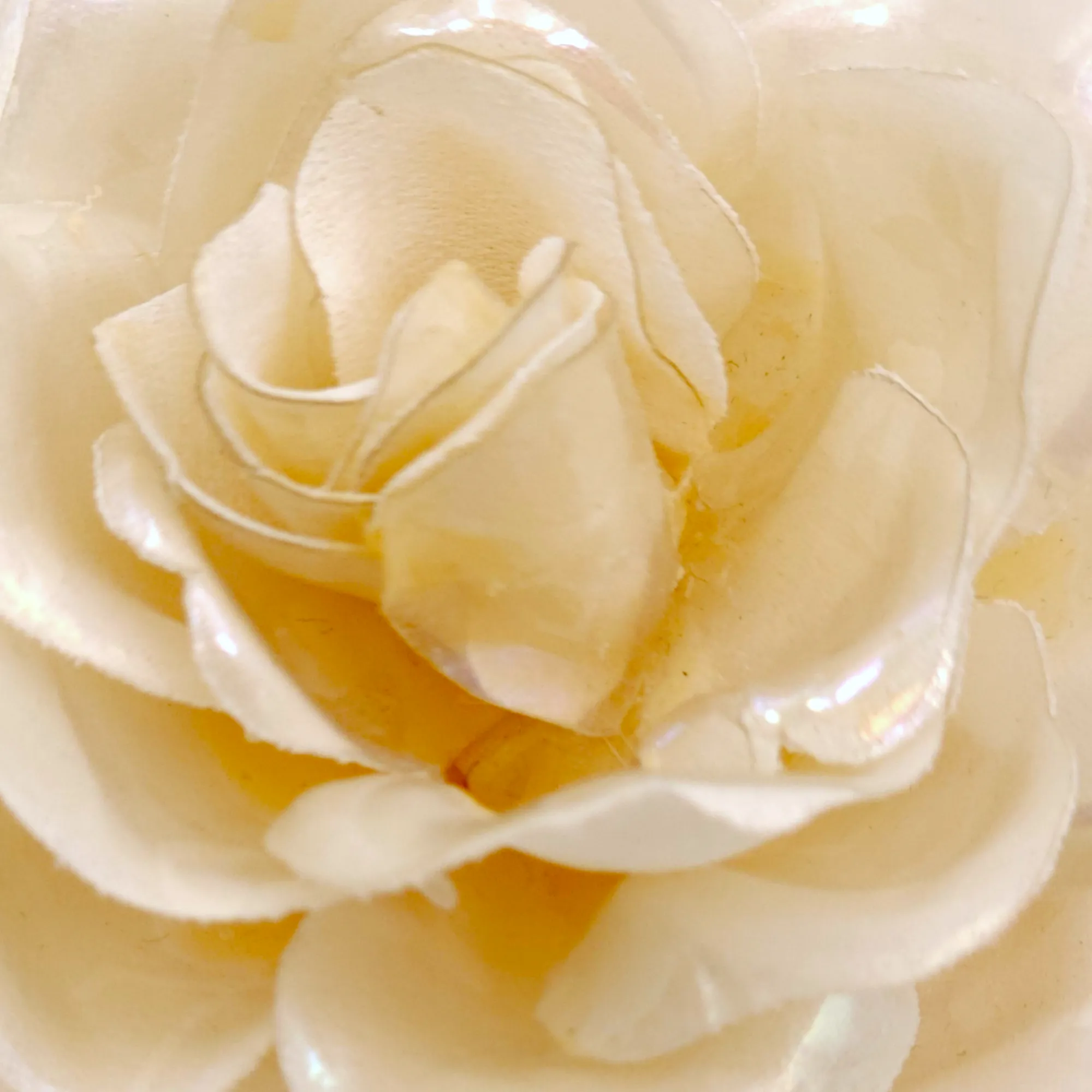 Rose Ivory Brooch in Fabric with Vinyl Coating, Palladium hardware